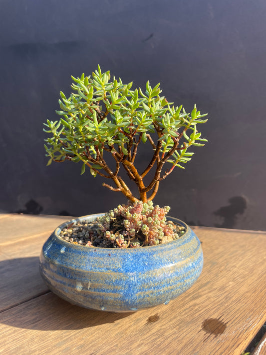 Kusa Bonsai - handmade pot with crassula