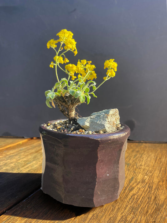 Kusa Bonsai - handmade pot with aurinia