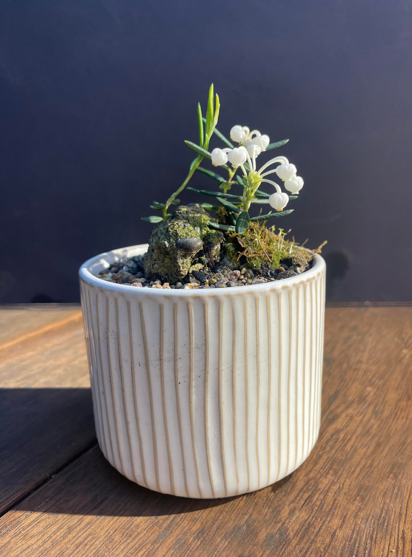 Kusa Bonsai  - andromeda