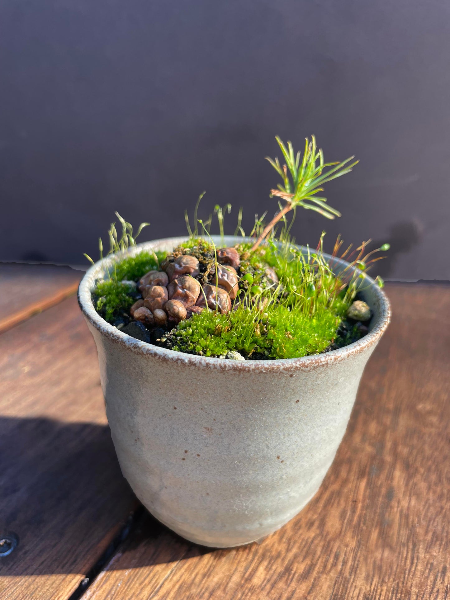 Kusa Bonsai  - pine seedling