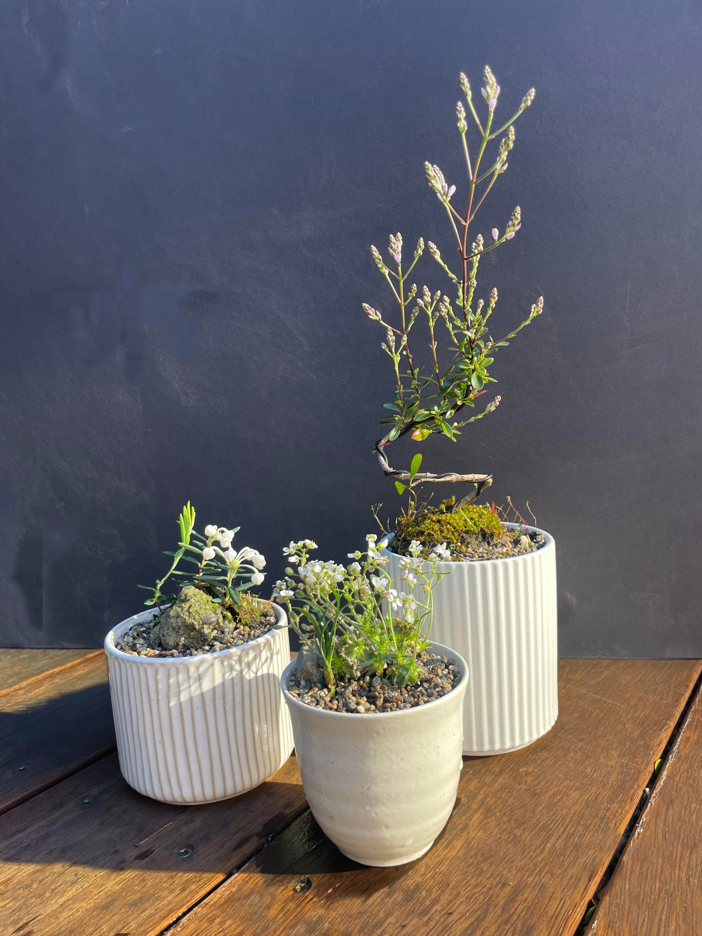 Kusa Bonsai  - andromeda