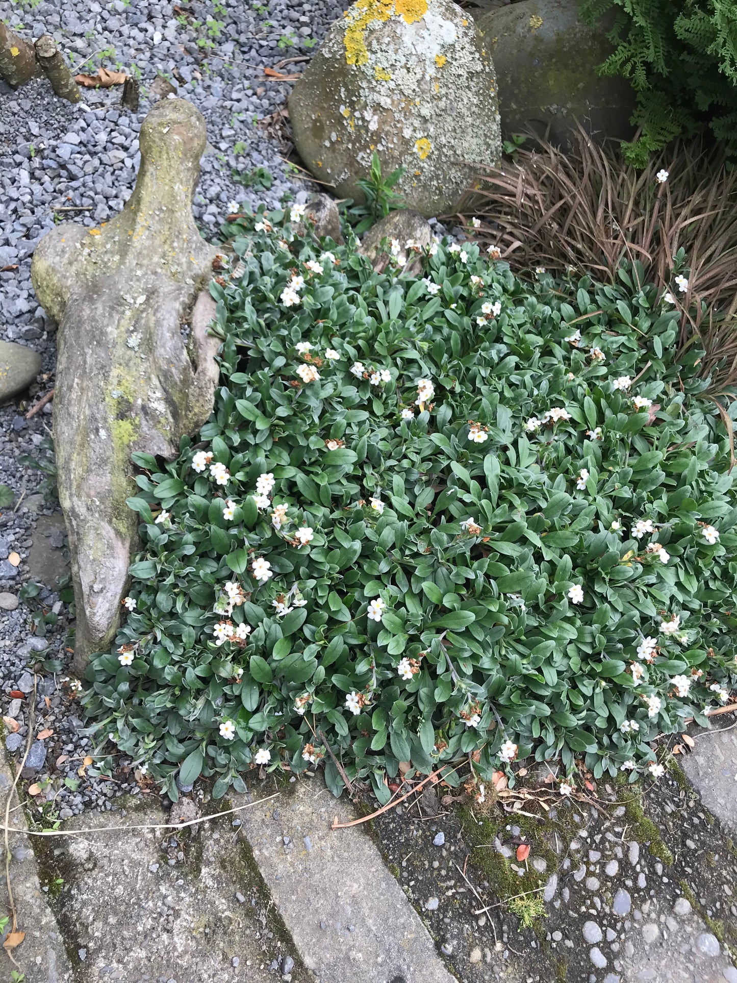 Myosotis native hybrid