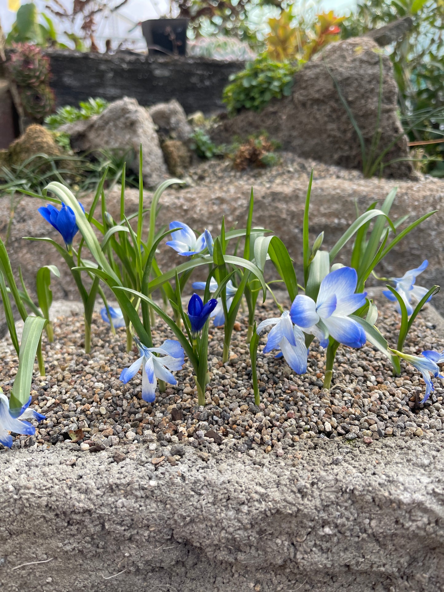 Tecophilaea cyanocrocus var. leichtlini