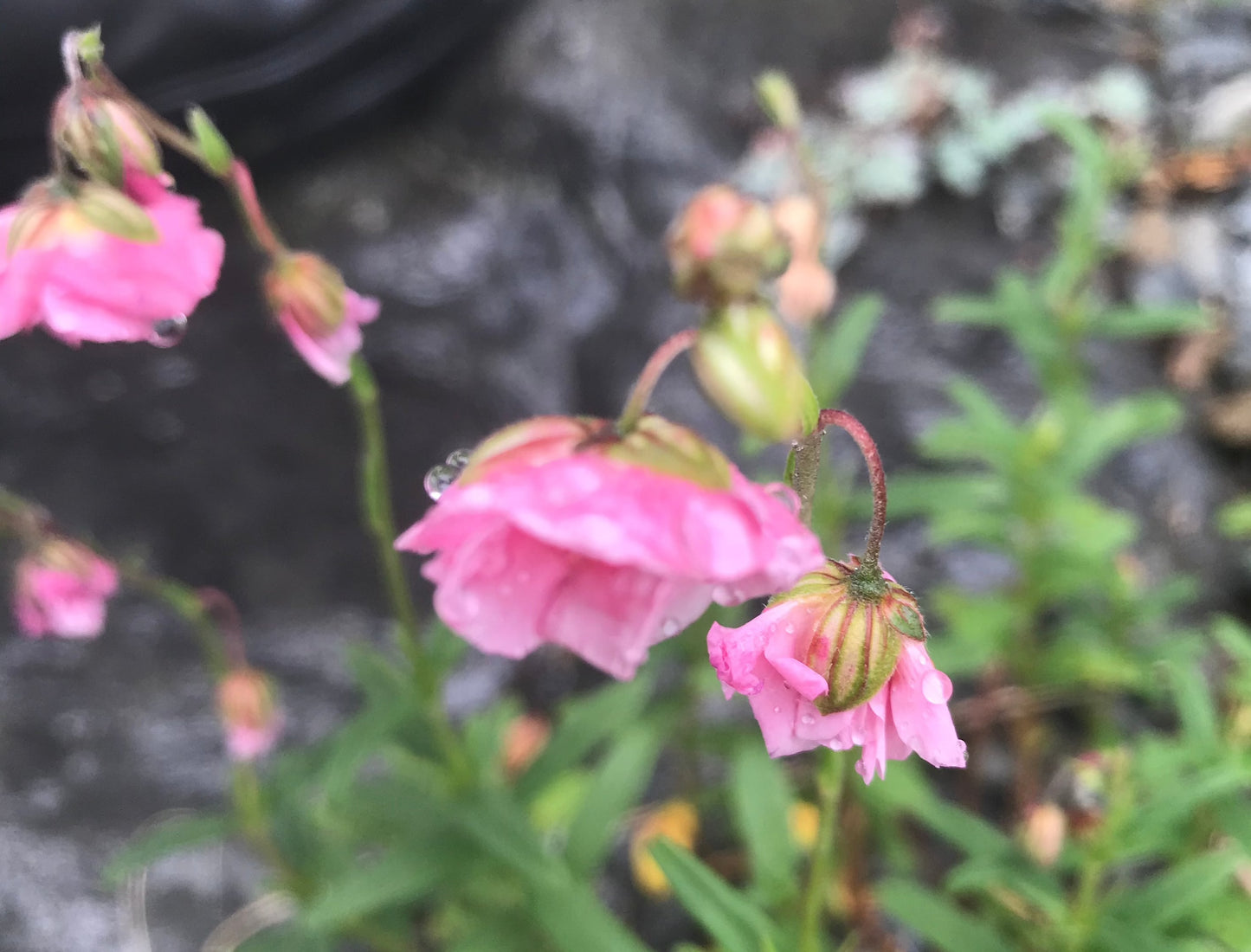 Helianthemum 'Annabel'