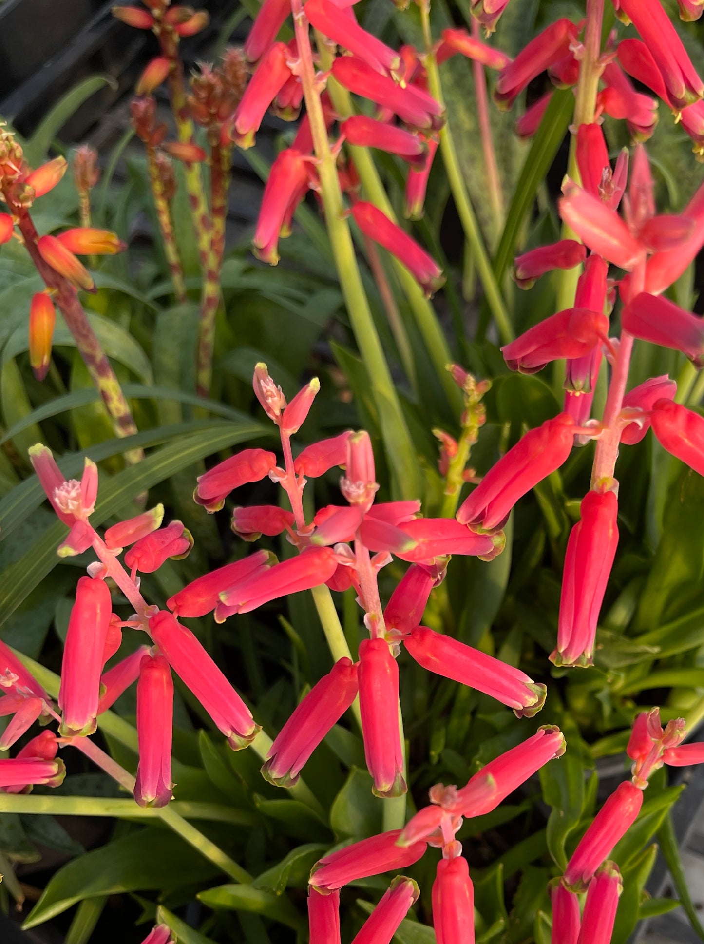 Lachenalia bulbifera