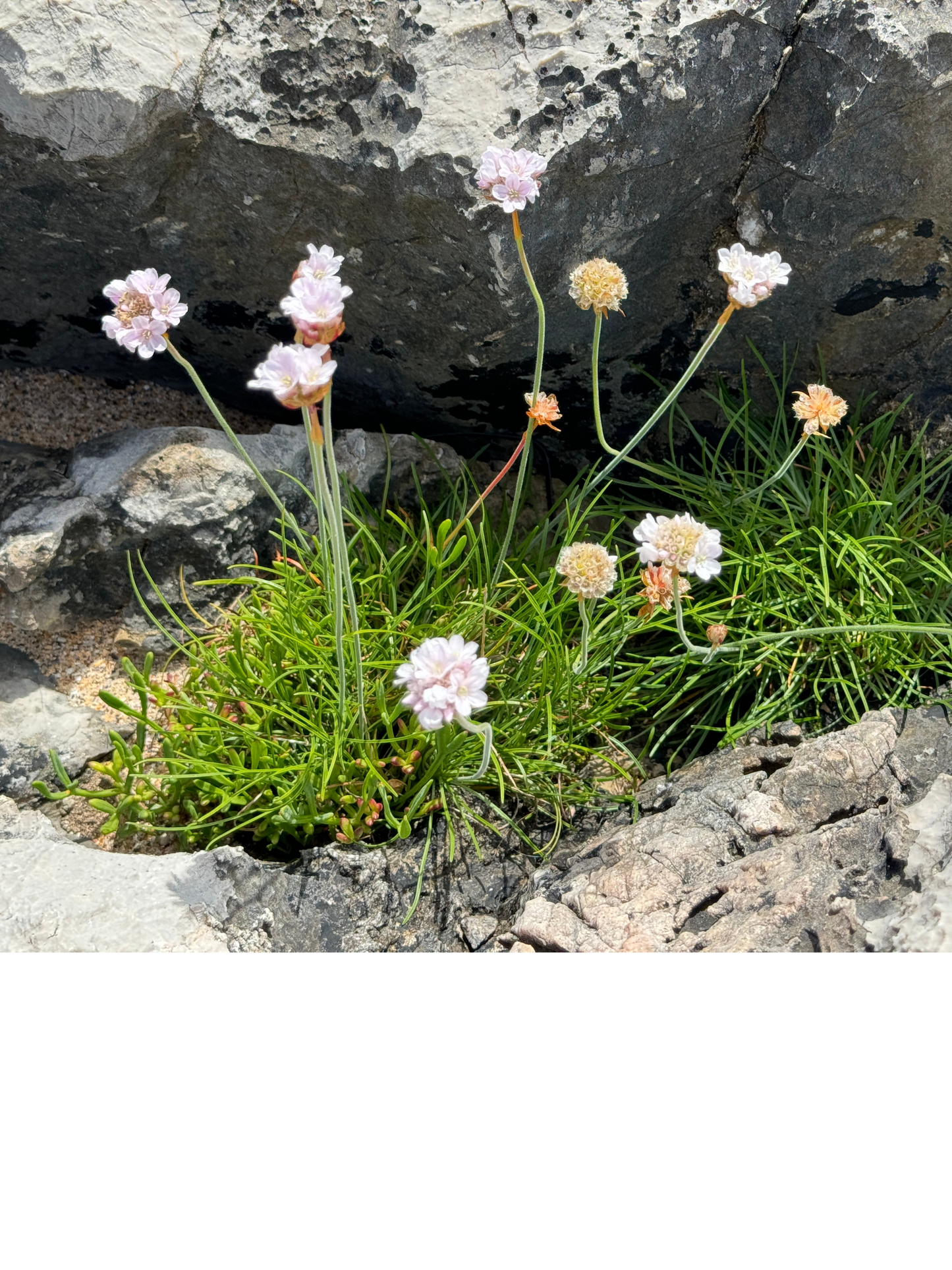 Armeria maritima