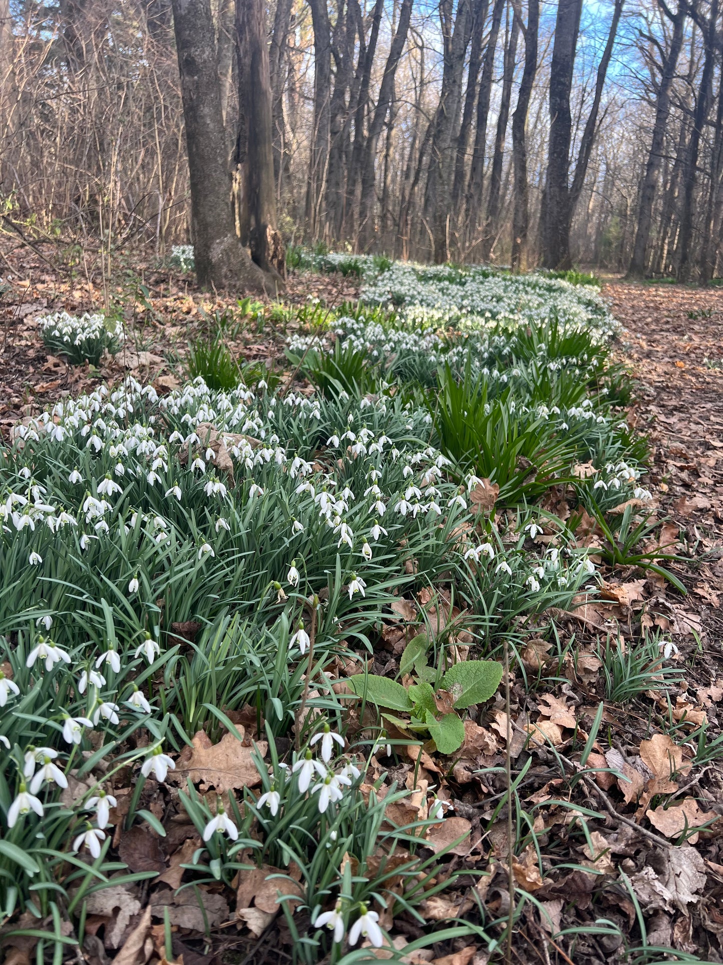 Galanthus nivalis Snowdrop