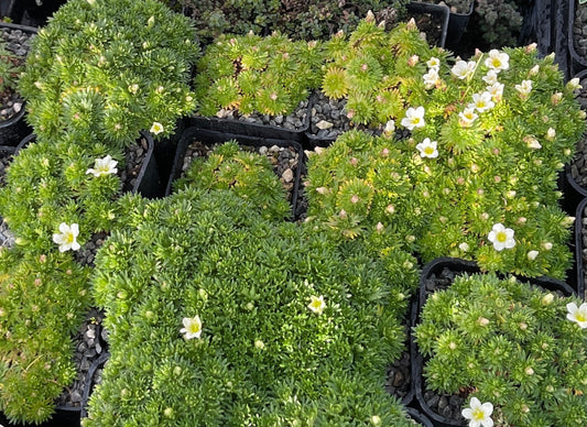 Saxifraga arendsii 'Tinkerbell'