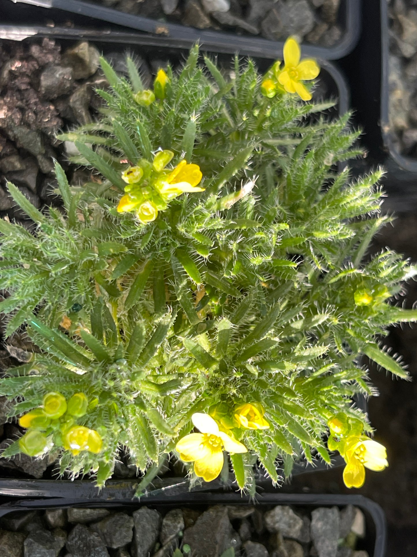 Draba brunifolia