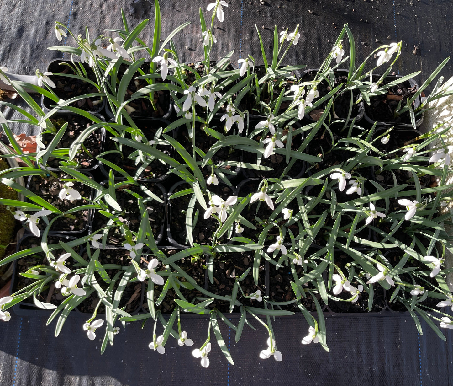 Galanthus nivalis Snowdrop