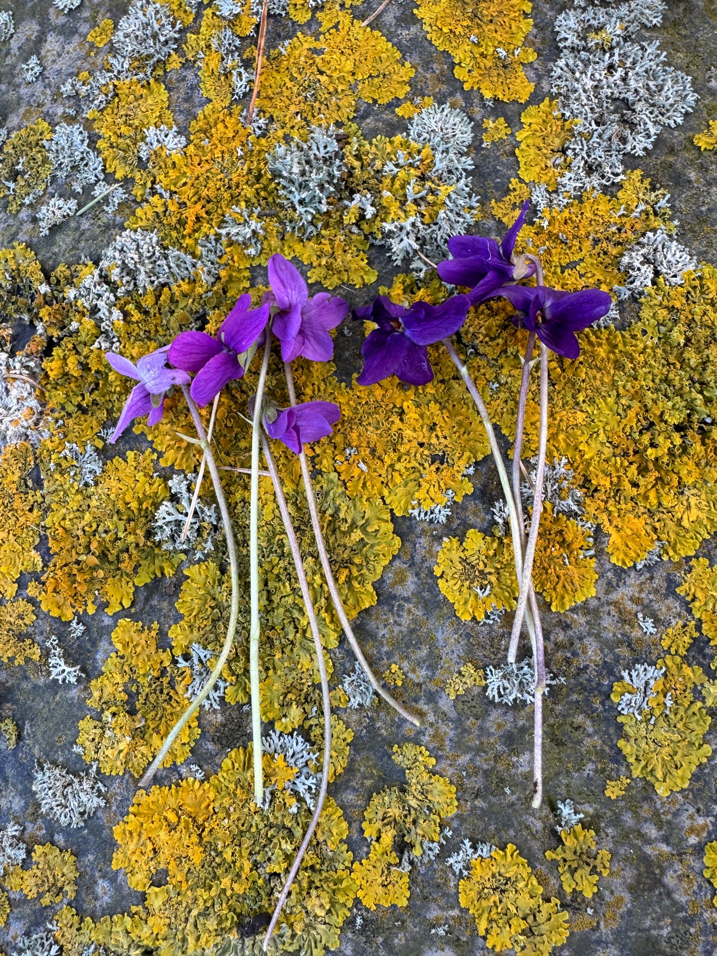 Viola odorata prurple