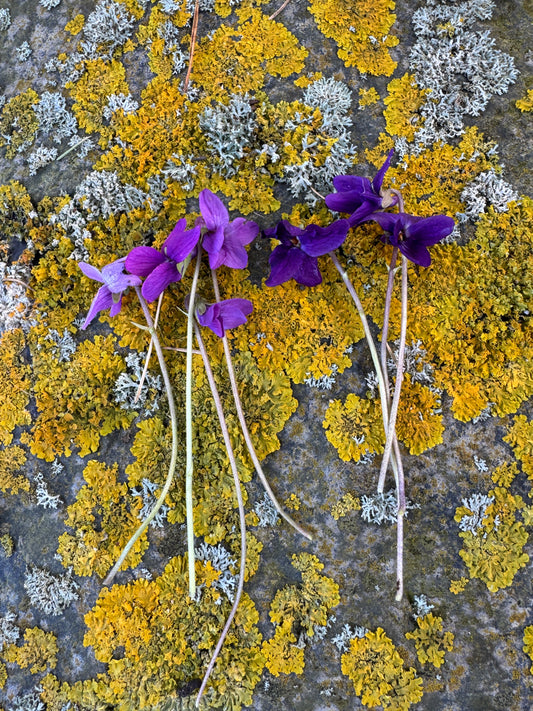 Viola odorata pale mauve/pink