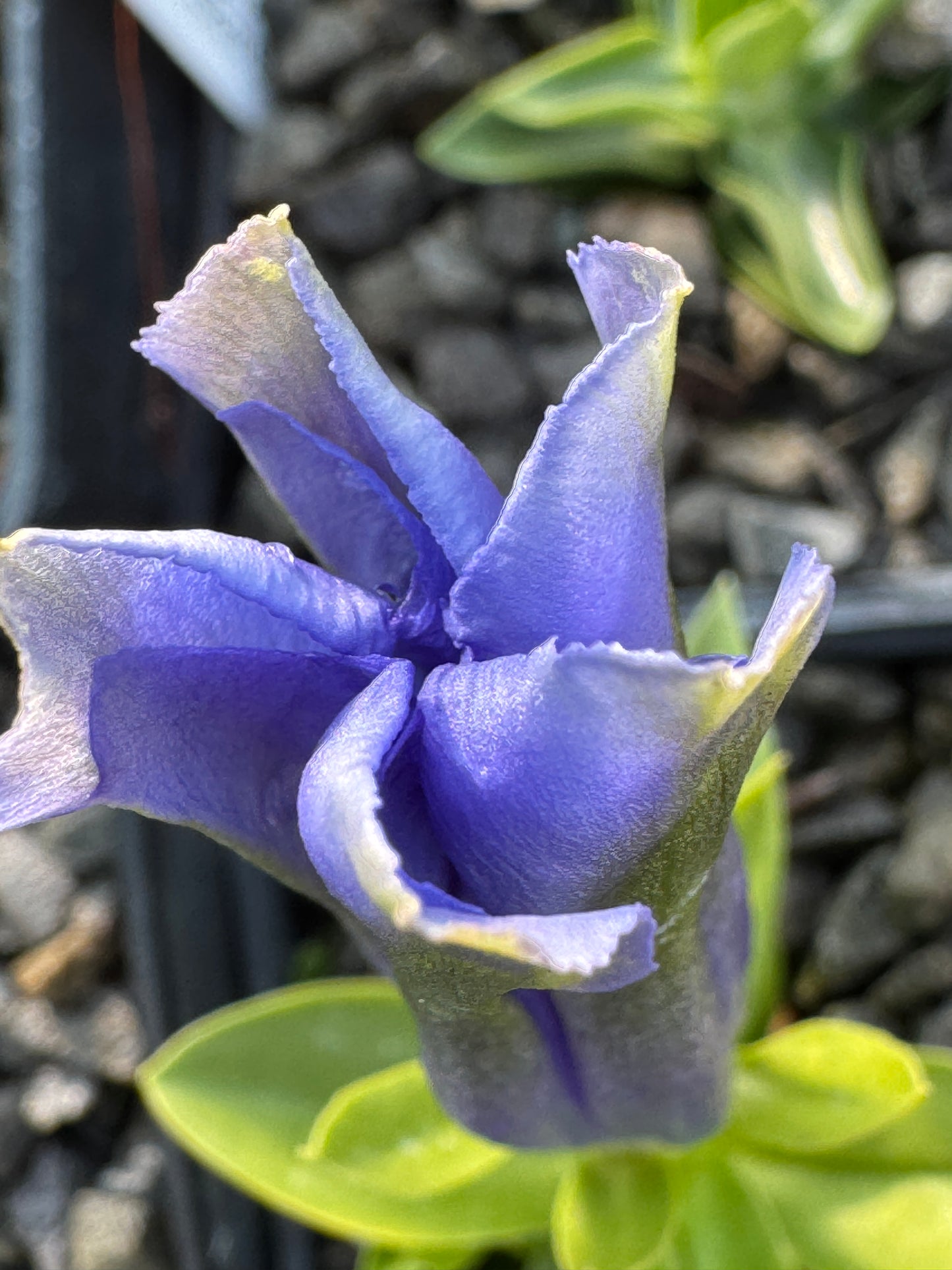 Gentiana  dinarica