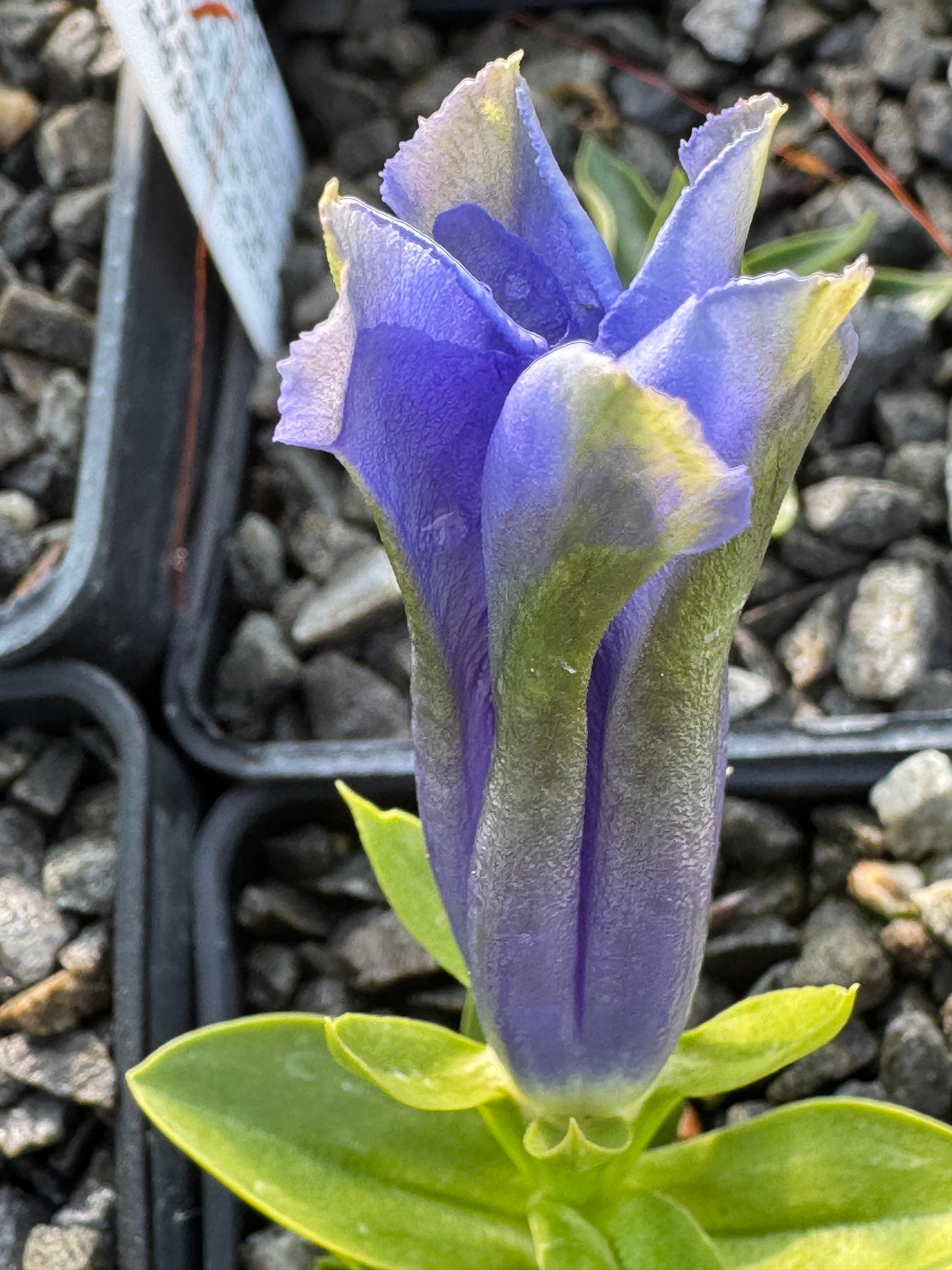 Gentiana  dinarica