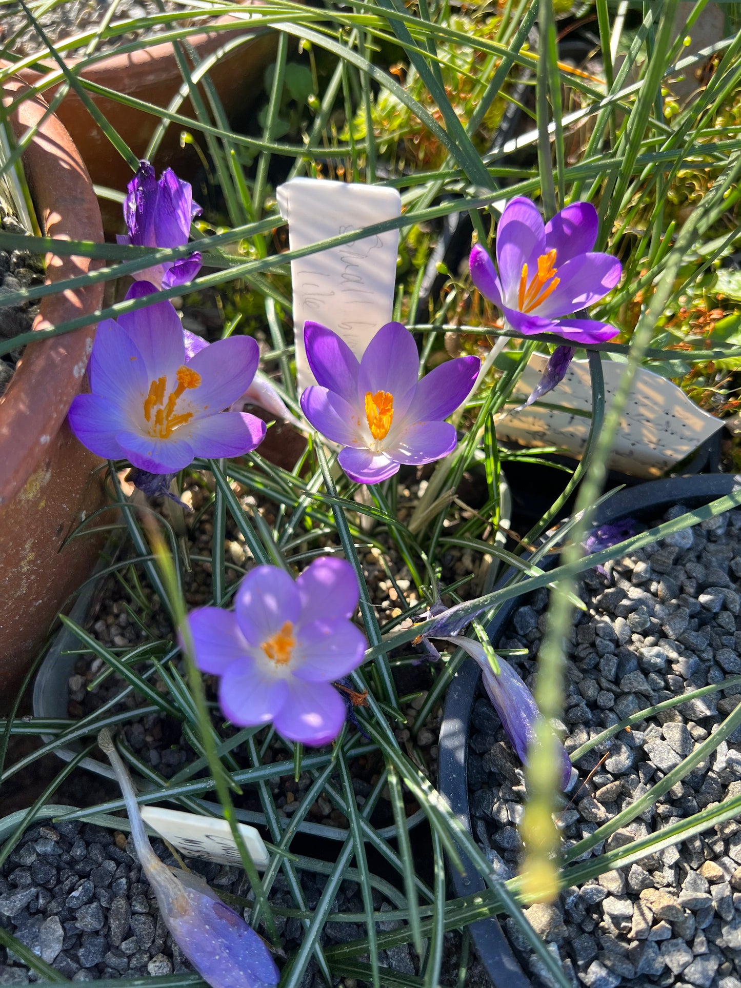 Crocus tommasinianus