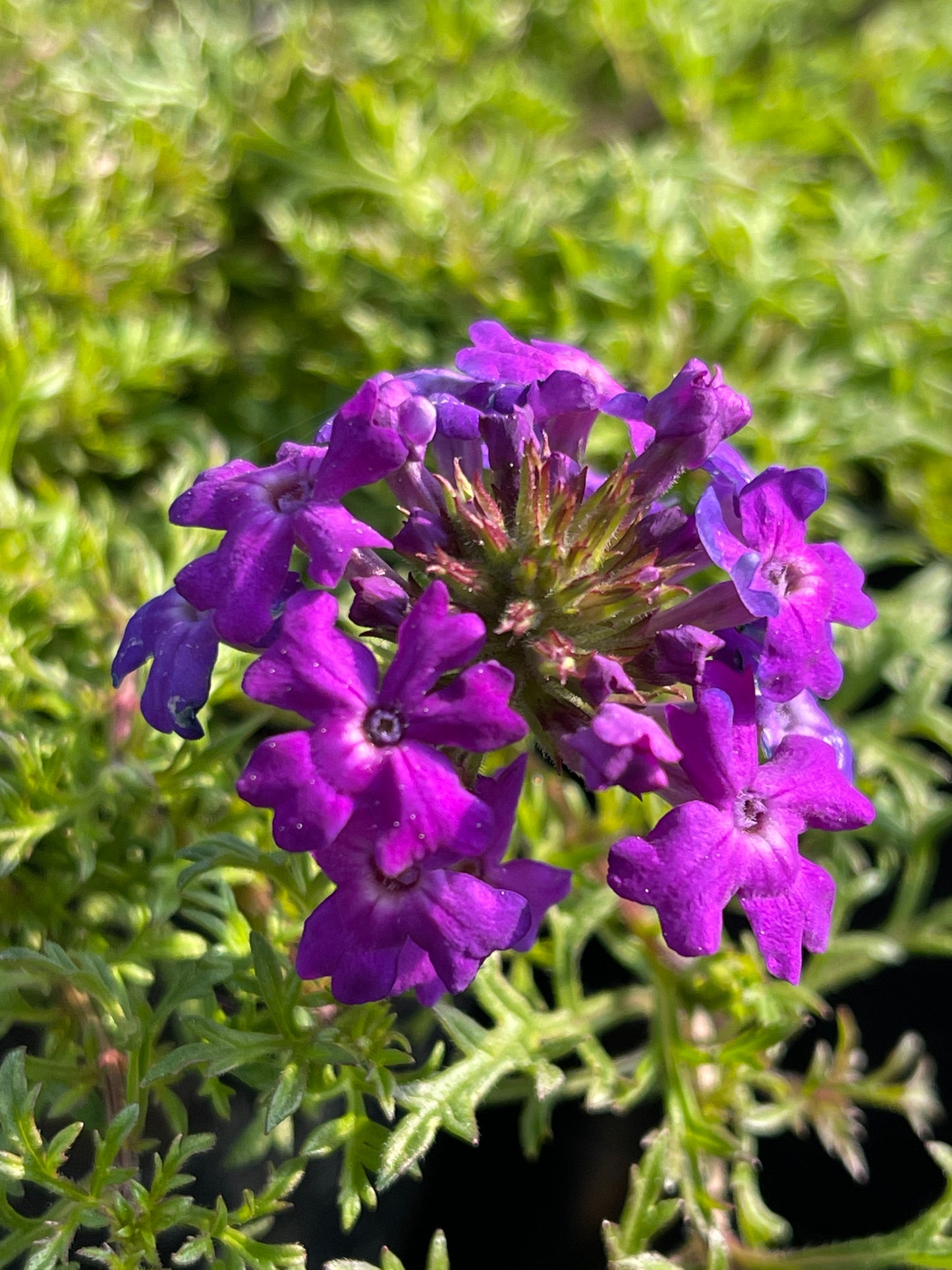 Verbena tenuisecta