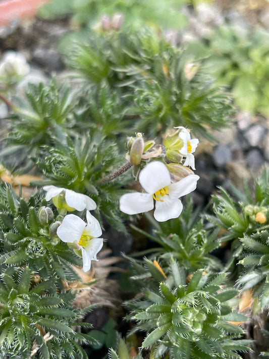 Draba dedeana