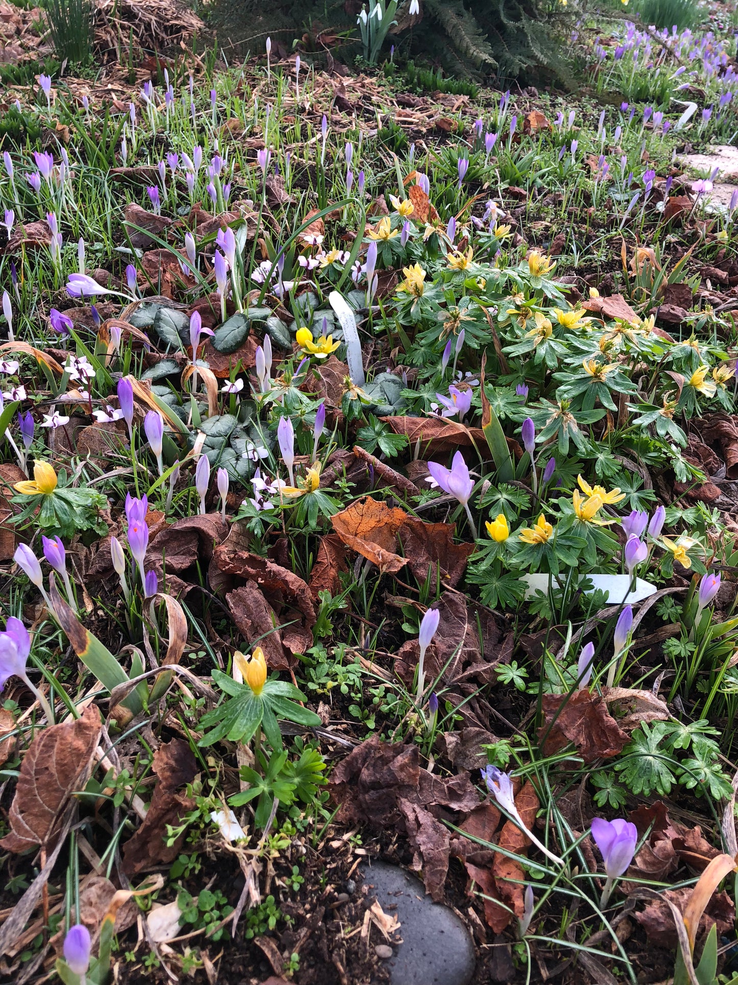 Crocus tommasinianus