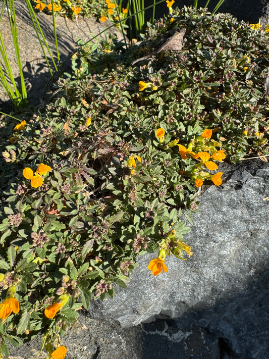 Erysimum kotschyanium 'Ruapuna Gold' ex HB