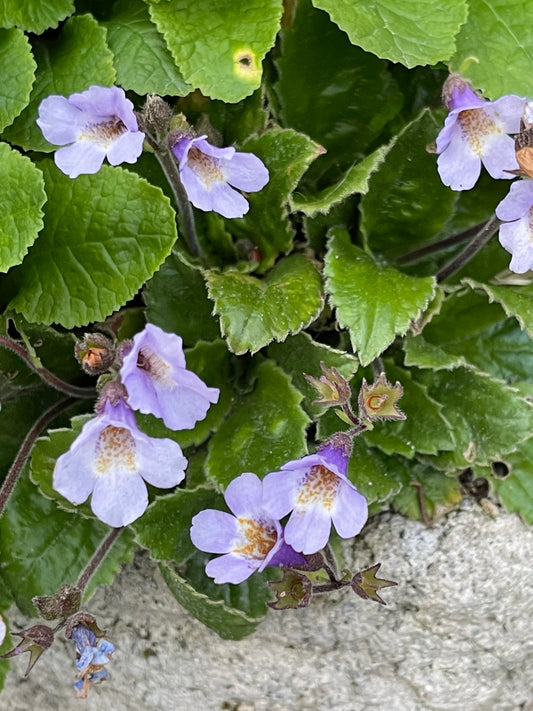 Haberlea rhodopensis