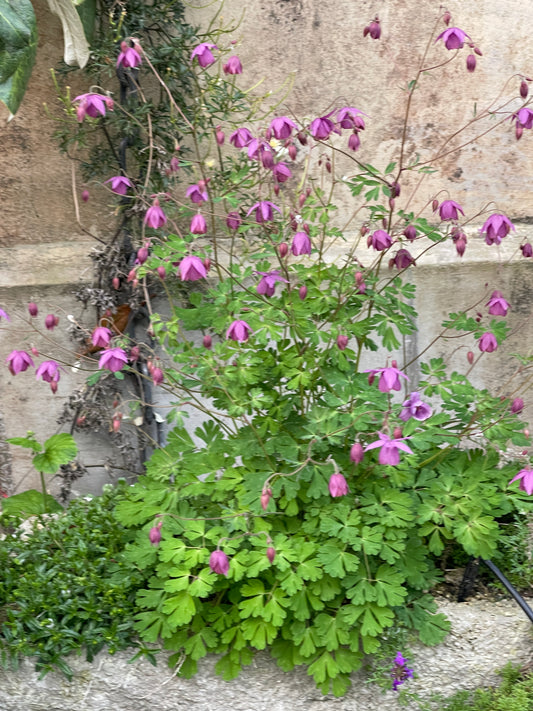 Semiaquilegia ecalcarata