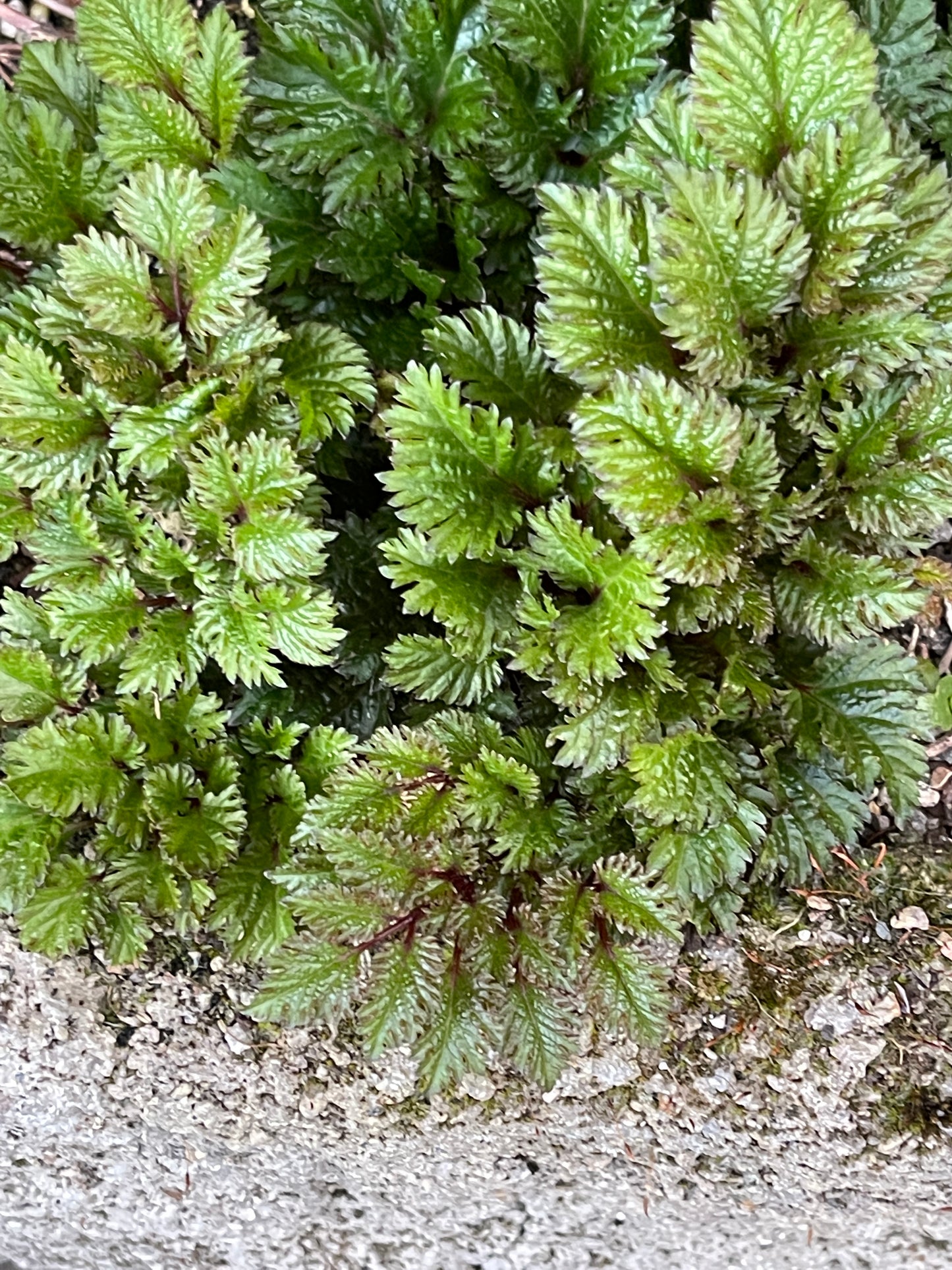 Astilbe crispa