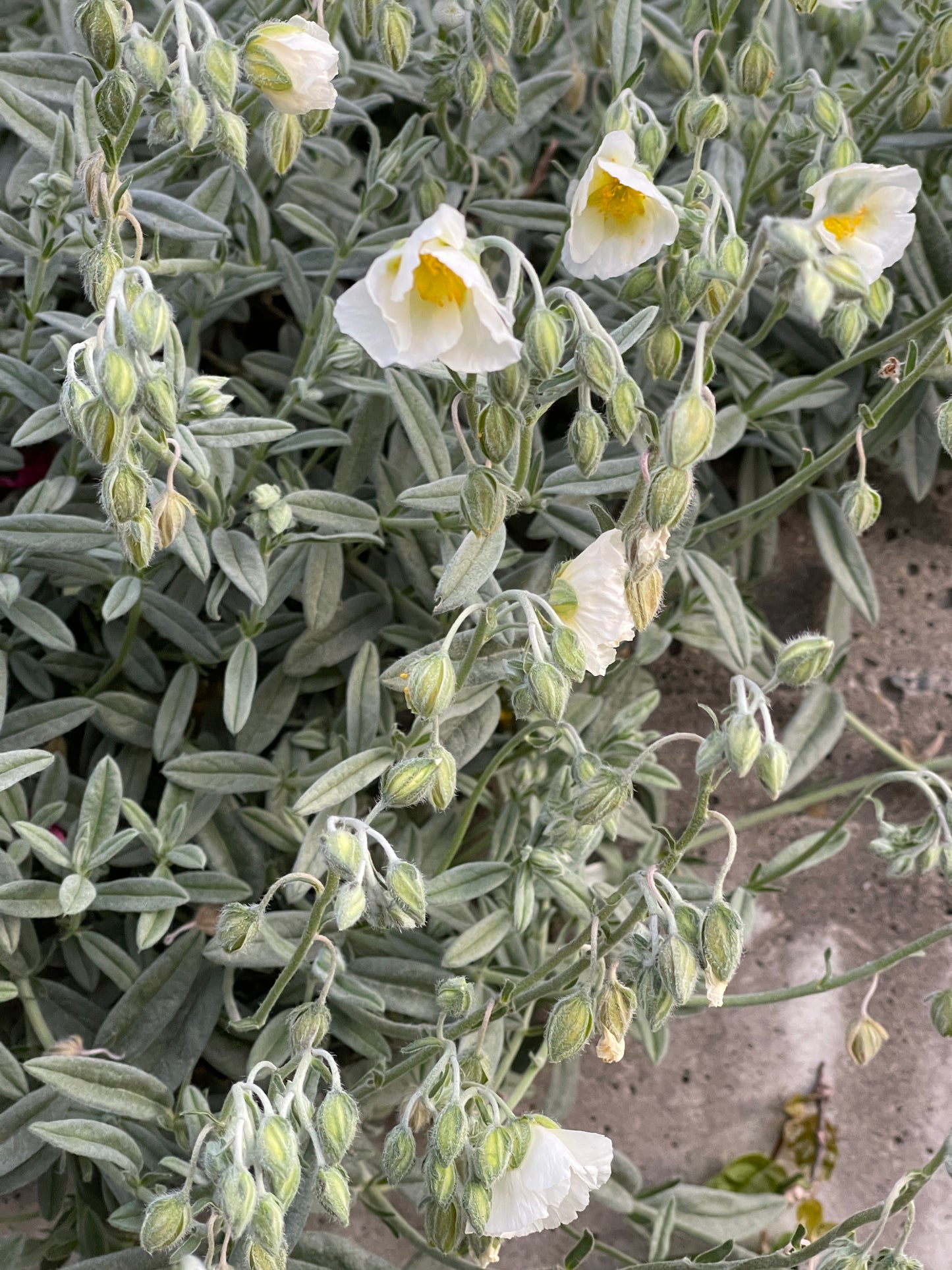 Helianthemum 'Snow Queen'