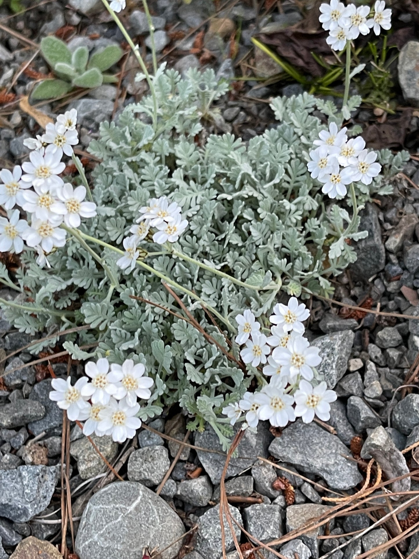 Achillea clavennae