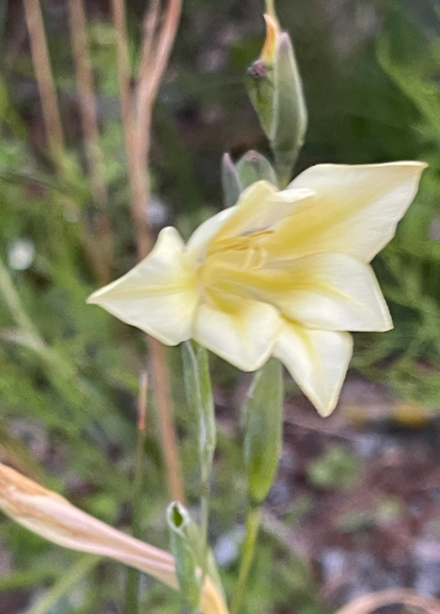 Gladiolus tristis