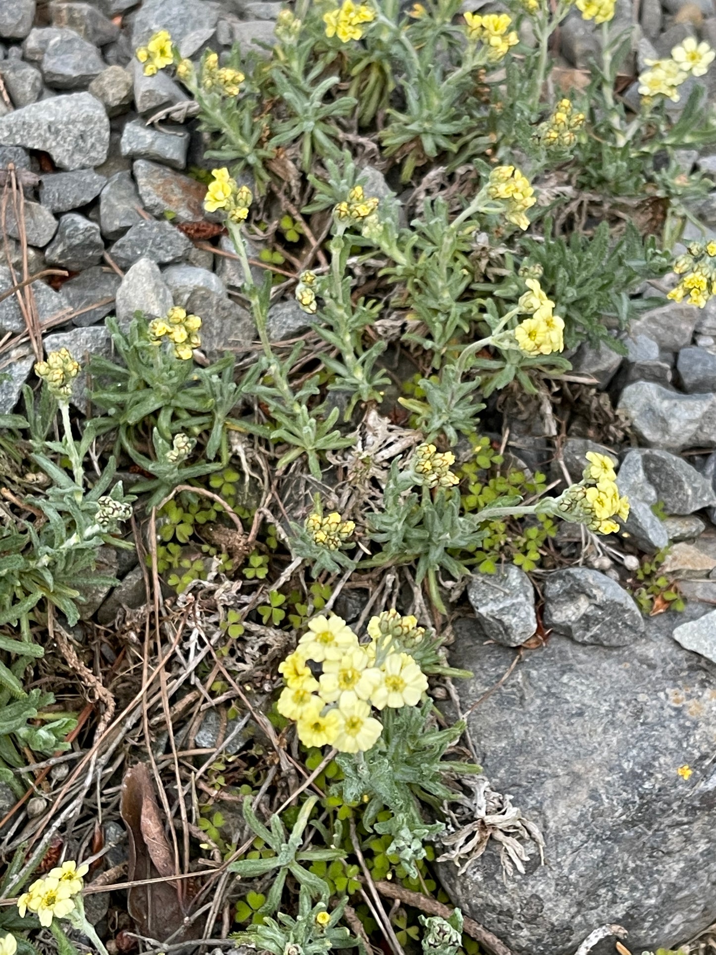 Achillea x lewisii