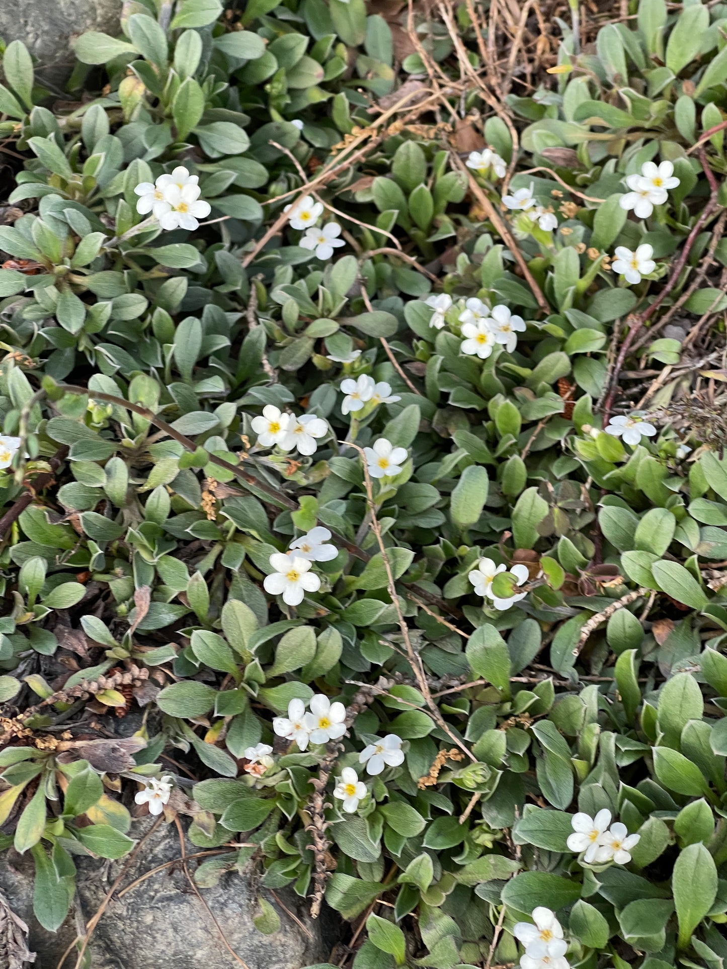 Myosotis native hybrid