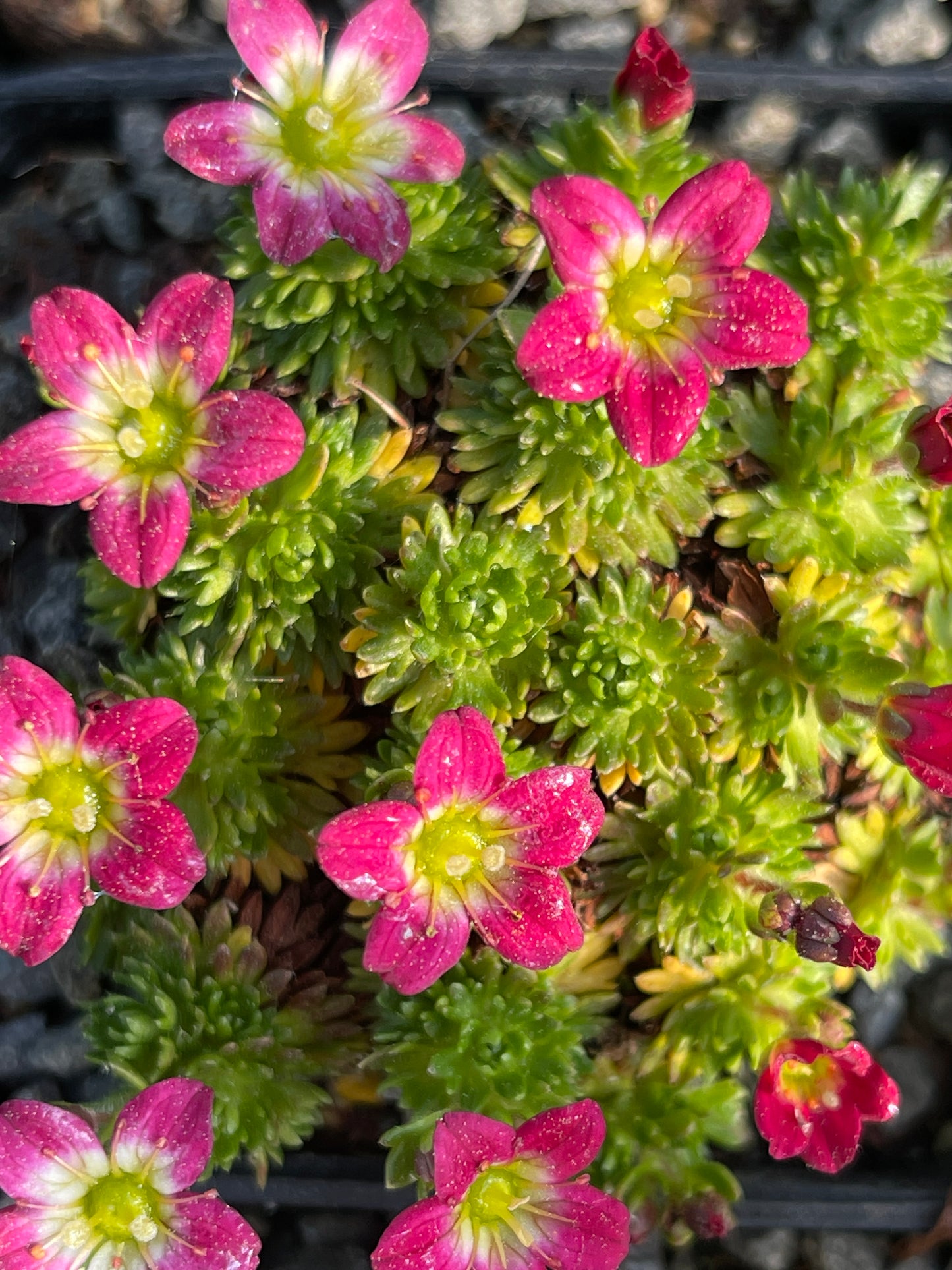 Saxifraga x arendsii small pink variety