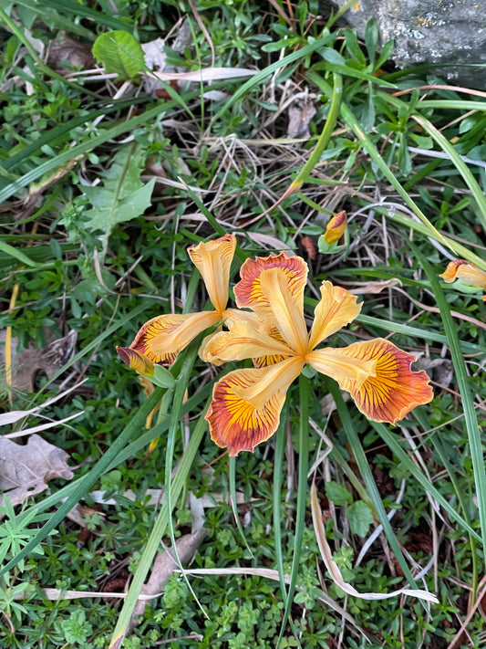 Iris innominata gold/mahogany