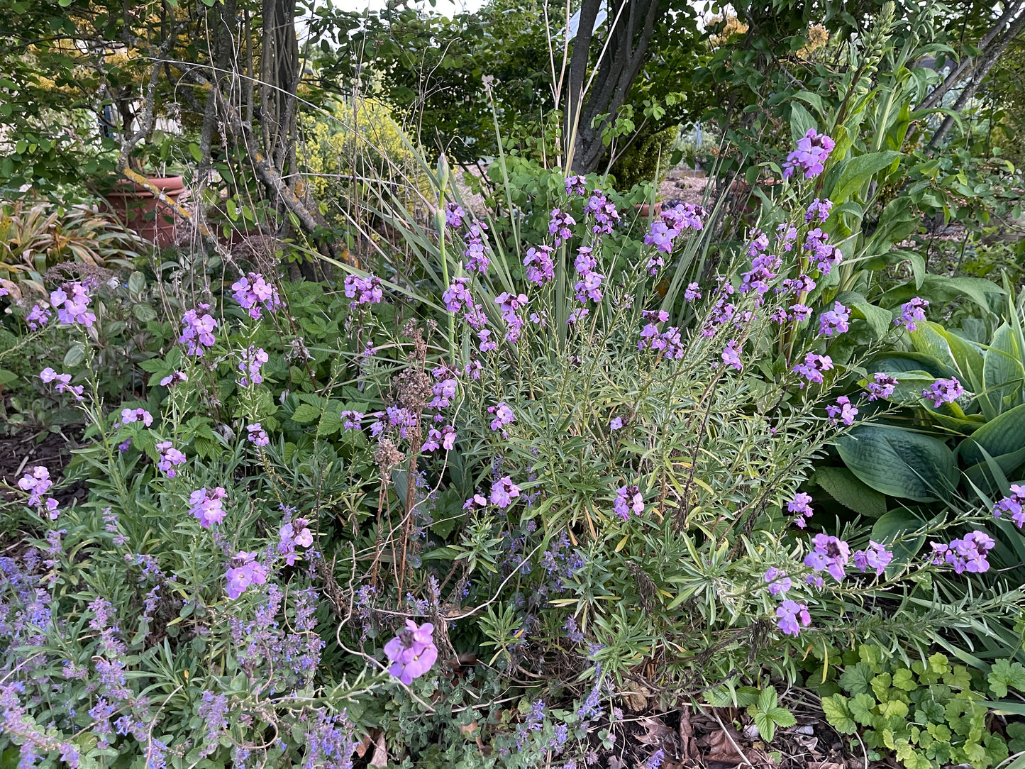 Erysimum linifolium  'Bowle's Mauve'