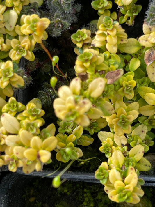 Thymus 'Anderson's Gold'