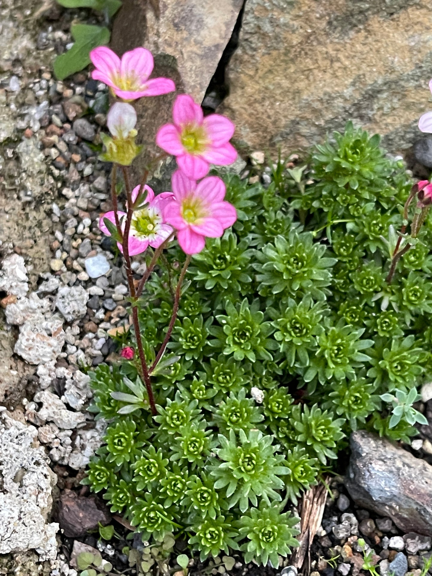 Saxifraga x arendsii large pink flowered variety