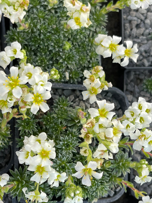 Saxifraga apiculata alba