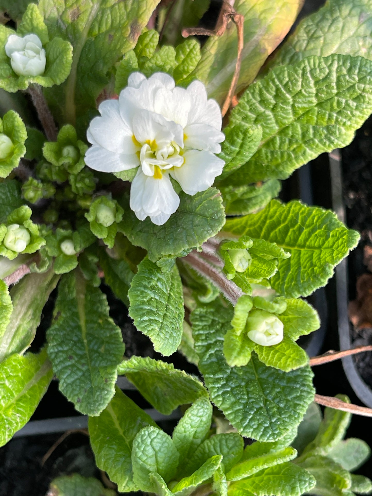 Primula Southwell white jack in the green 'Dawn Ansell'