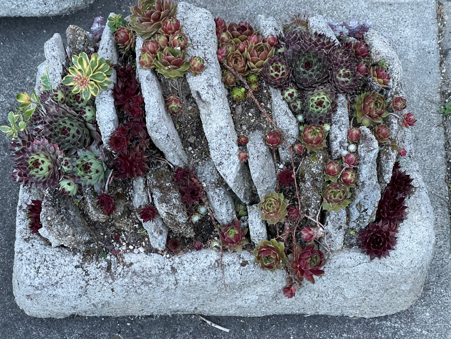 Sempervivum hookeri