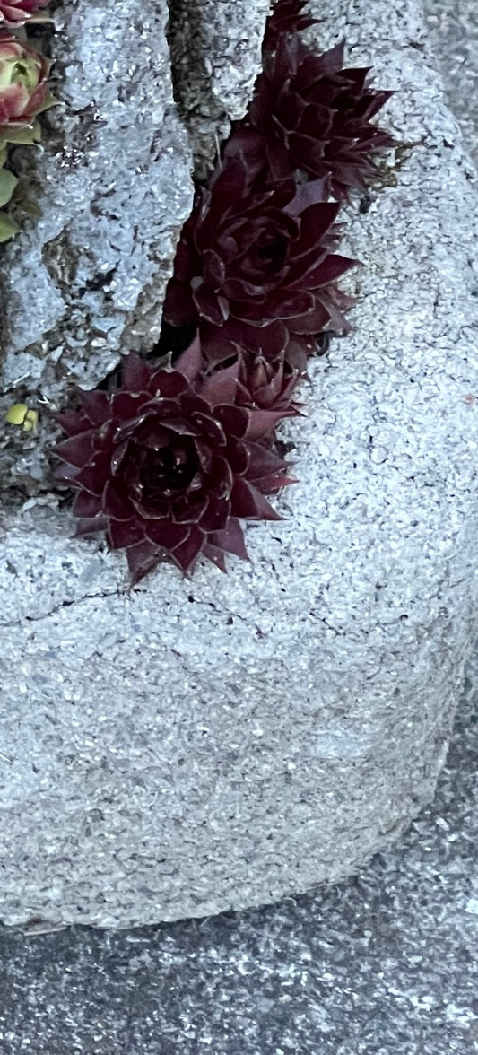 Sempervivum marmoreum 'Firebird'