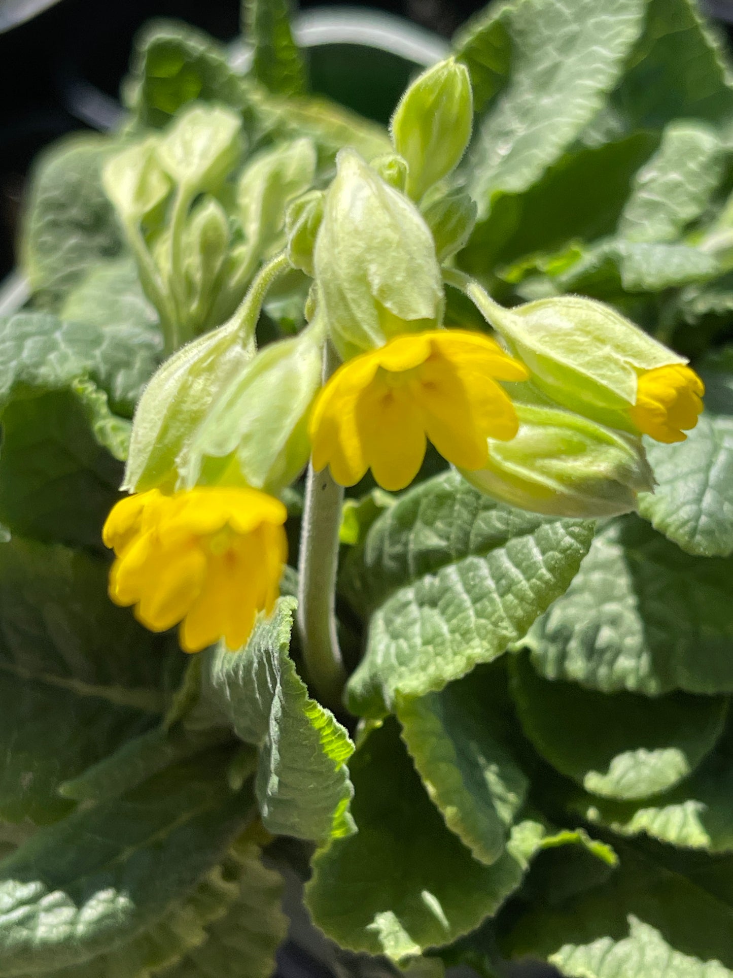 Primula veris