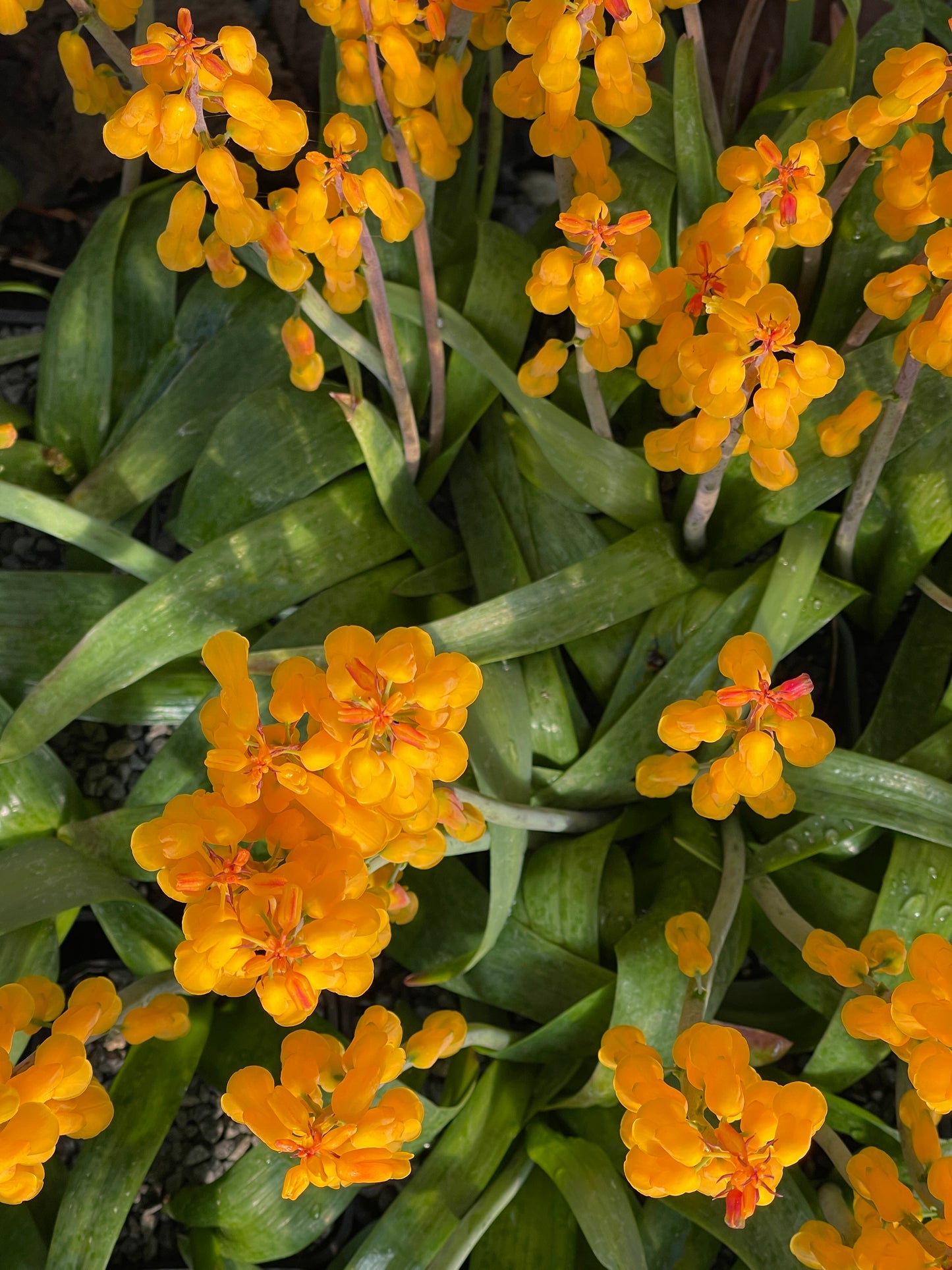 Lachenalia aloides