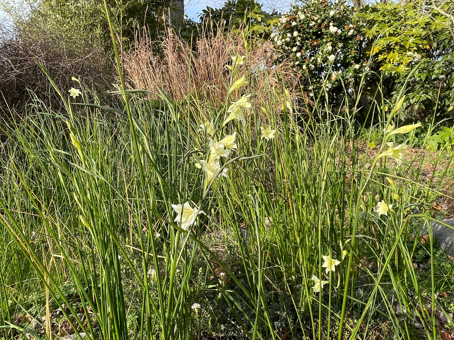 Gladiolus tristis