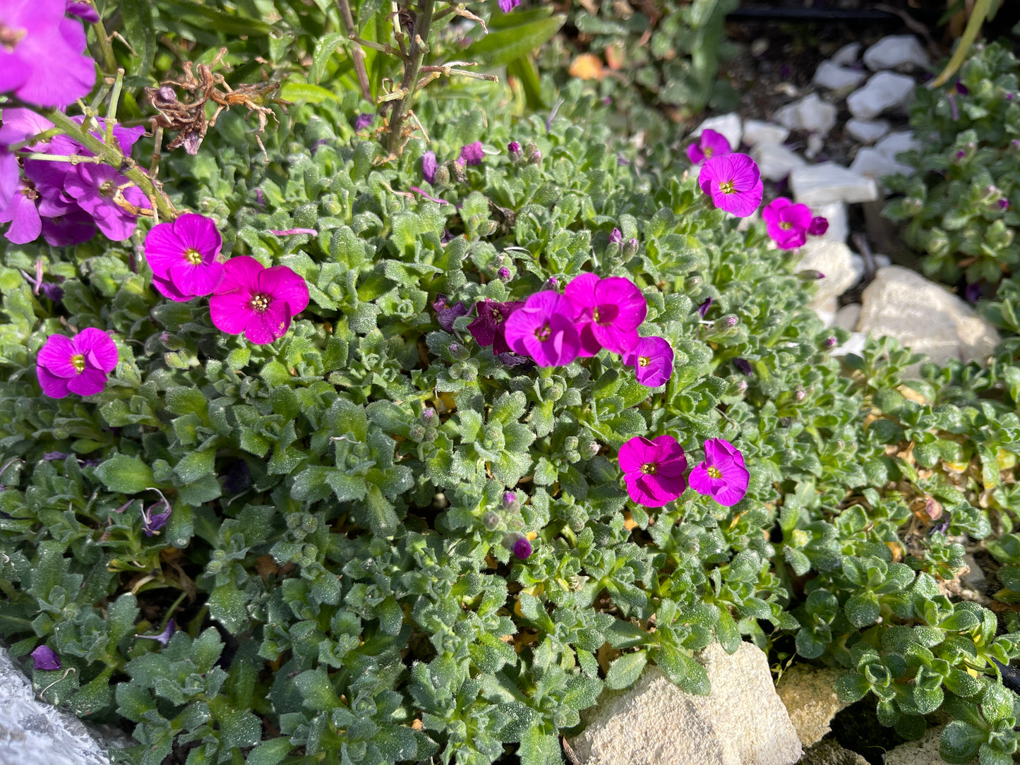 Aubrieta 'Mrs Rodewald'