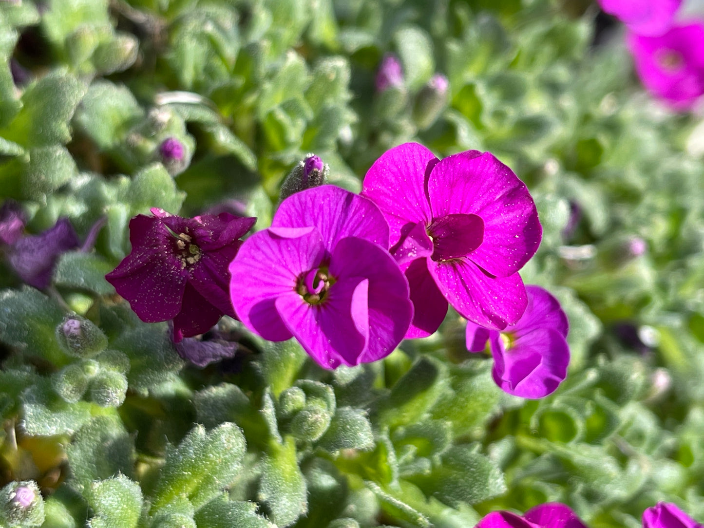 Aubrieta 'Mrs Rodewald'