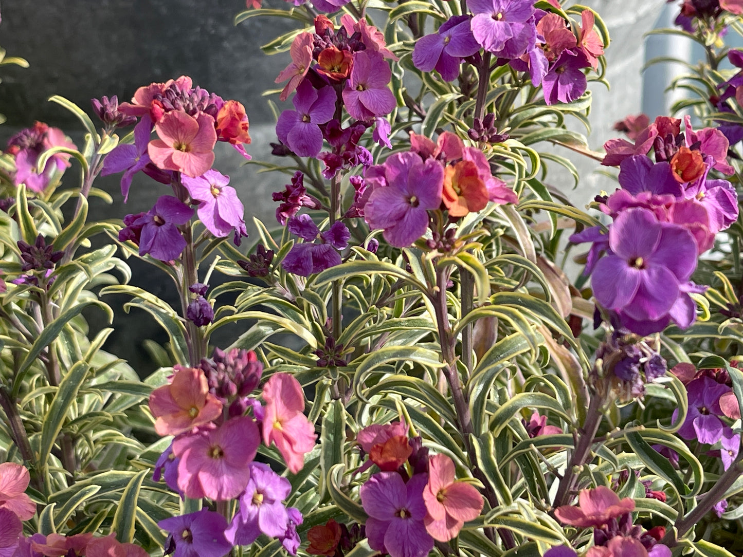 Erysimum  mutabilis variegata