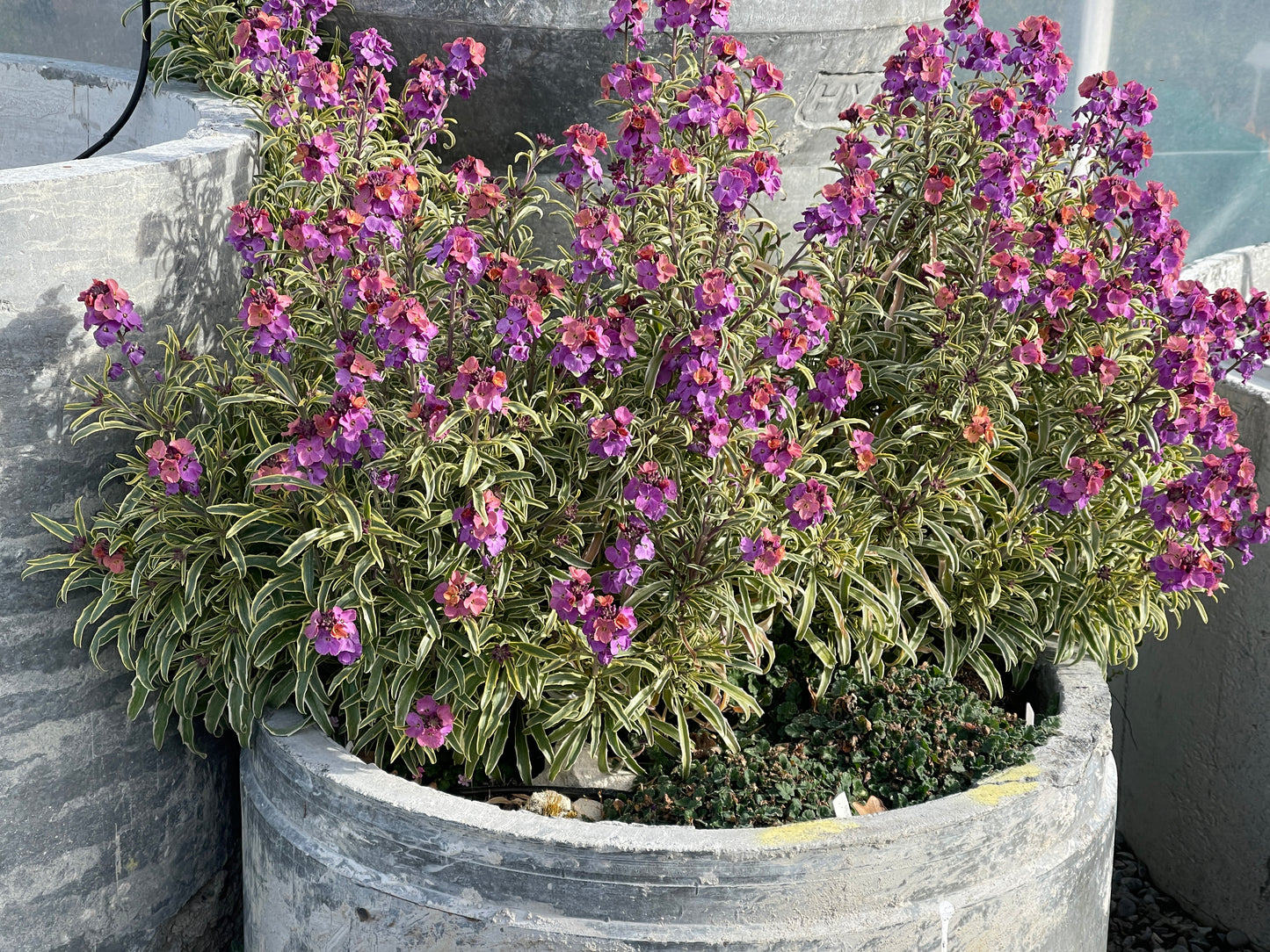 Erysimum  mutabilis variegata