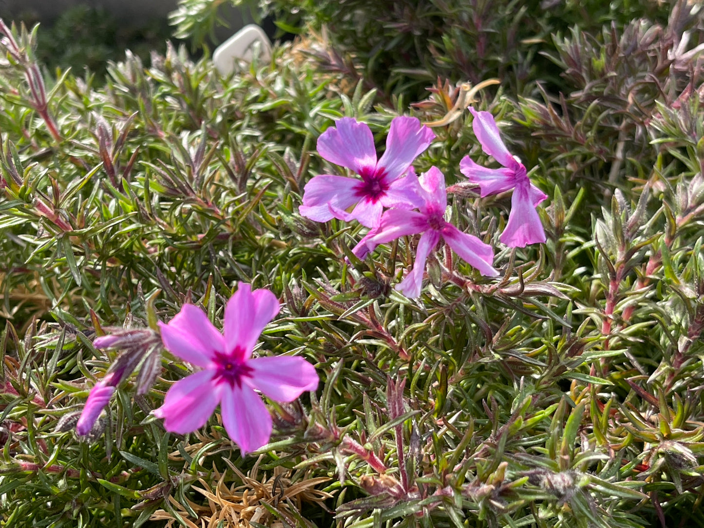 Phlox subulata 'Red Wings'