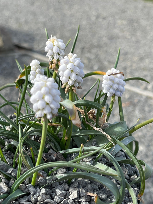 Muscari 'Siberian tiger'
