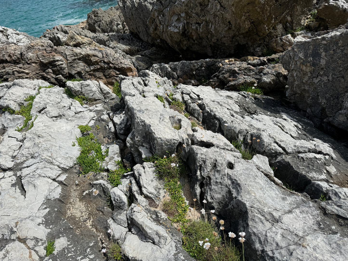 Armeria maritima